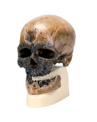 Точная копия черепа человека разумного (кроманьонца)